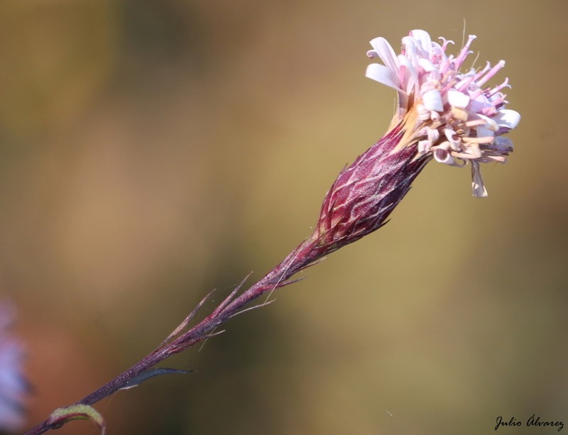 Acourtia turbinata photo 3