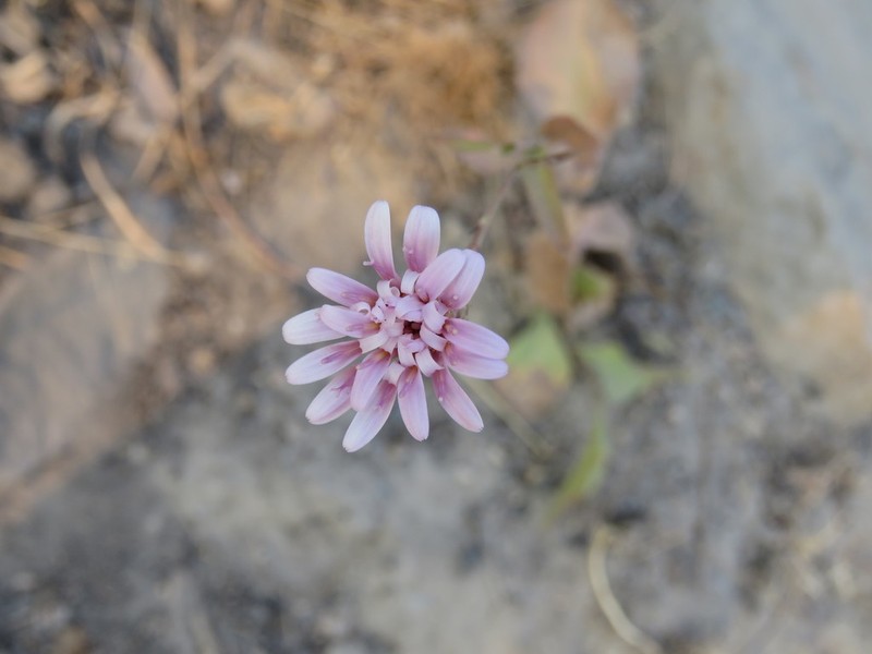 Acourtia turbinata photo 4