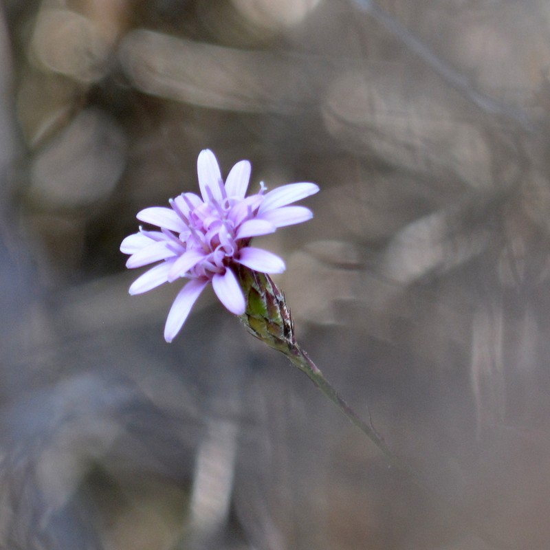 Acourtia turbinata photo 6