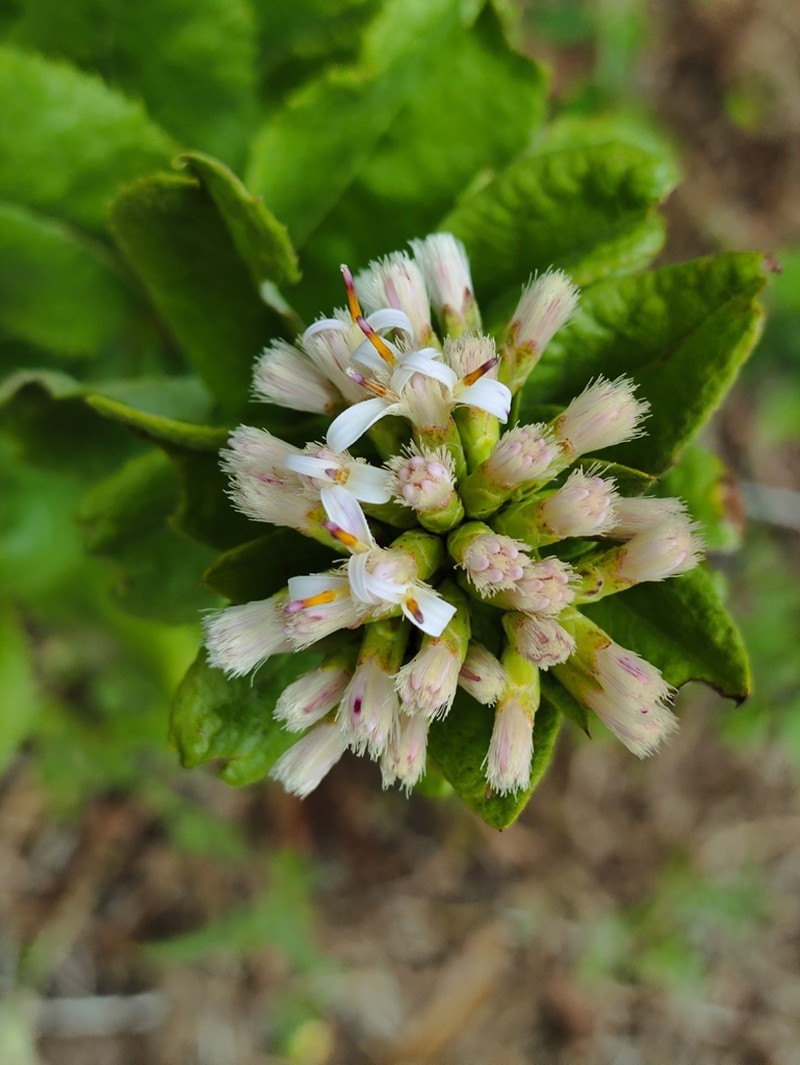 Acourtia venturae