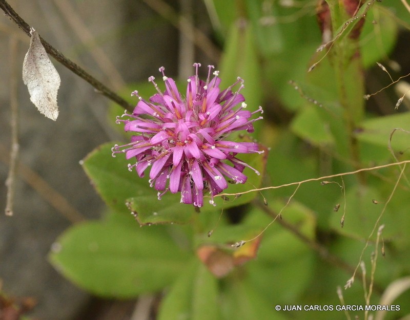 Acourtia wislizeni