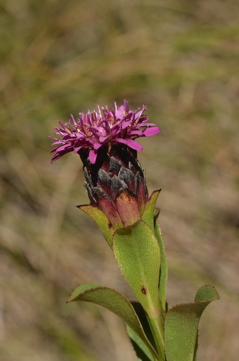 Acourtia wislizeni photo 2