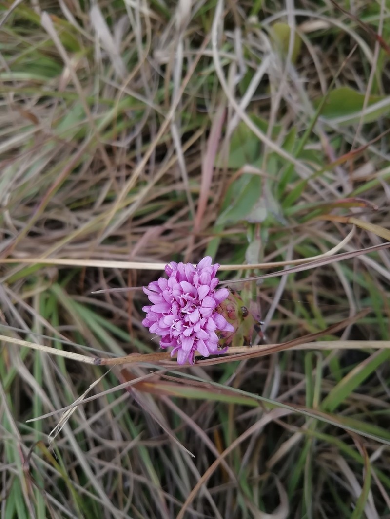 Acourtia wislizeni photo 3