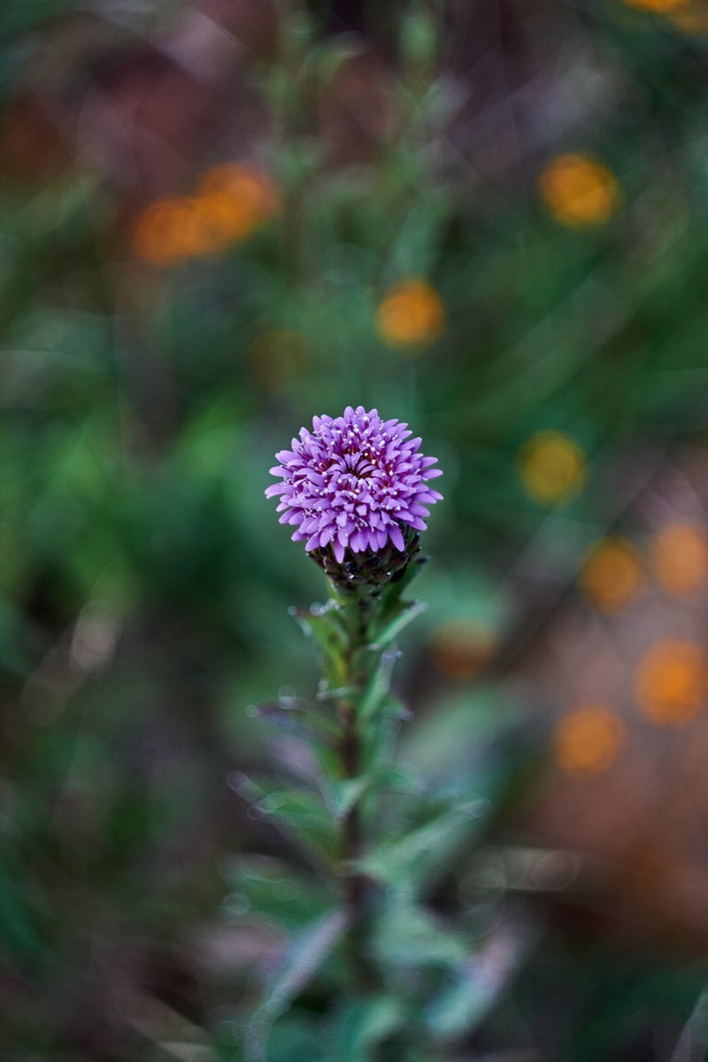 Acourtia wislizeni photo 5