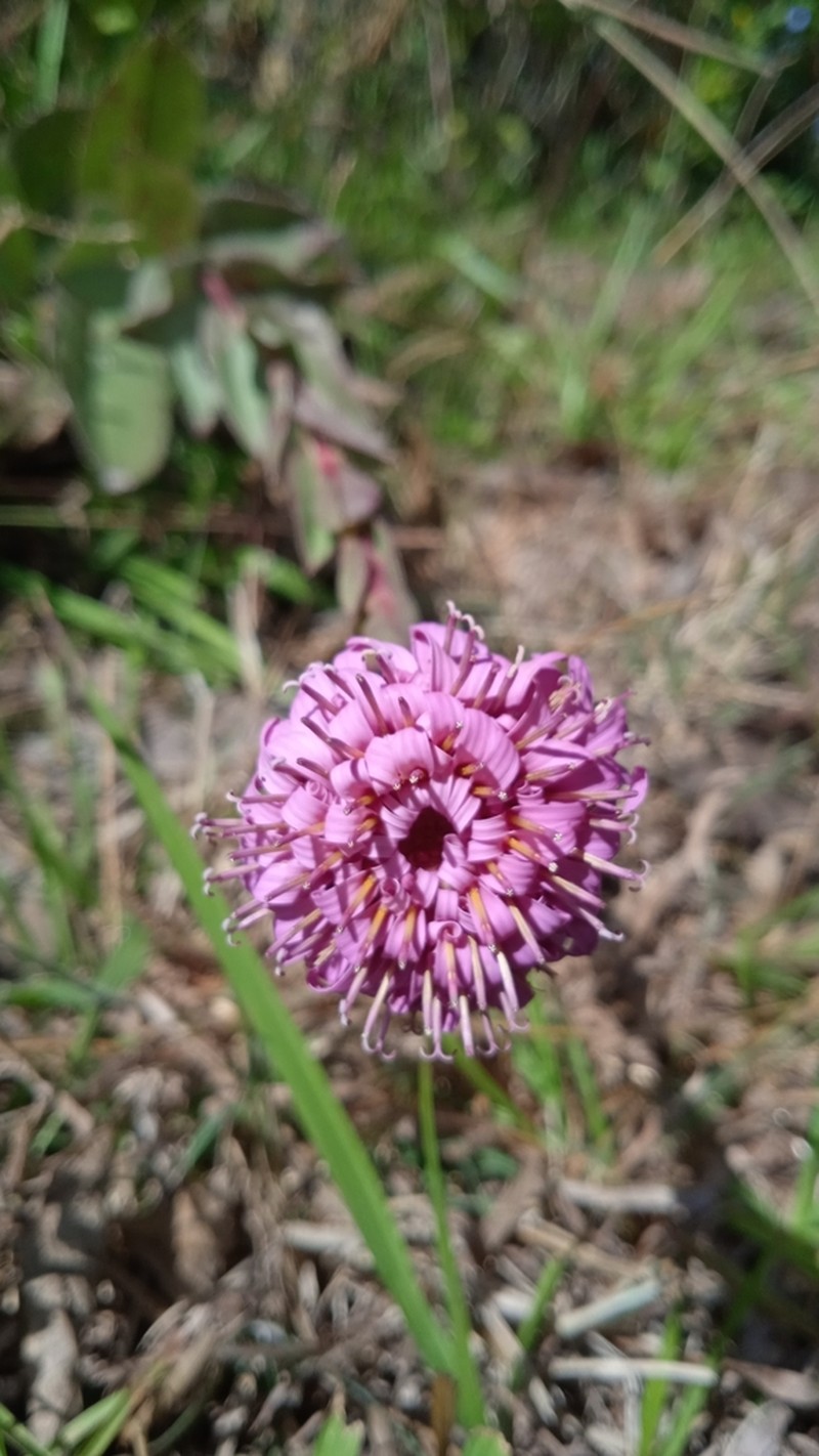 Acourtia wislizeni photo 6
