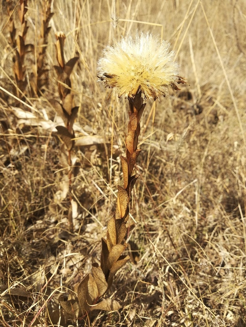 Acourtia wislizeni photo 8