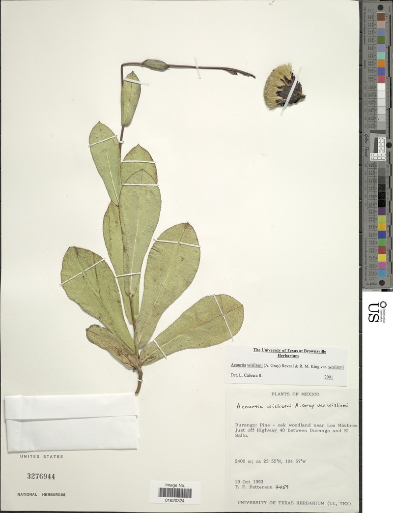 Acourtia wislizeni var. wislizeni