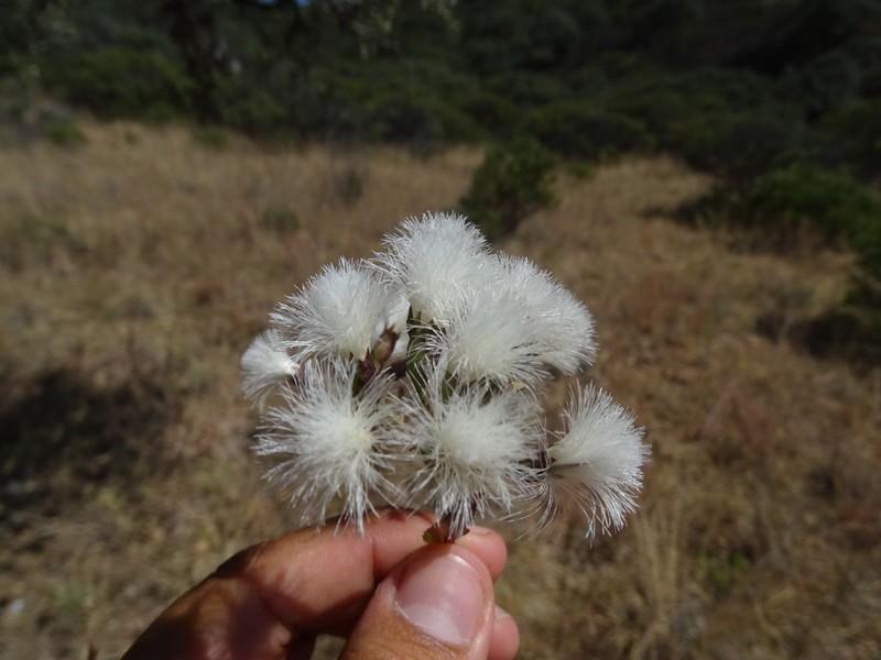 Acourtia zacatecana