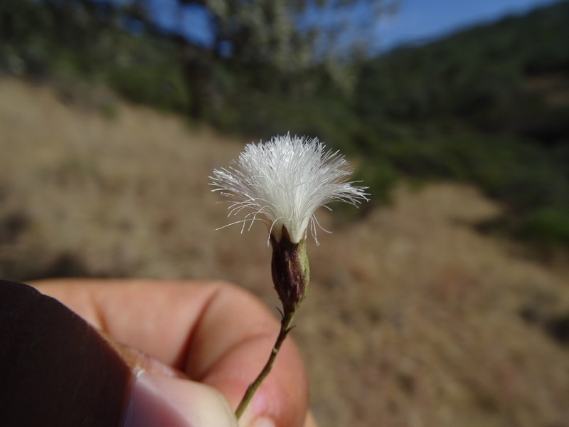 Acourtia zacatecana photo 2
