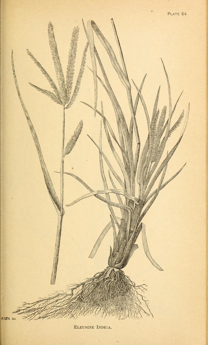 Goosegrass