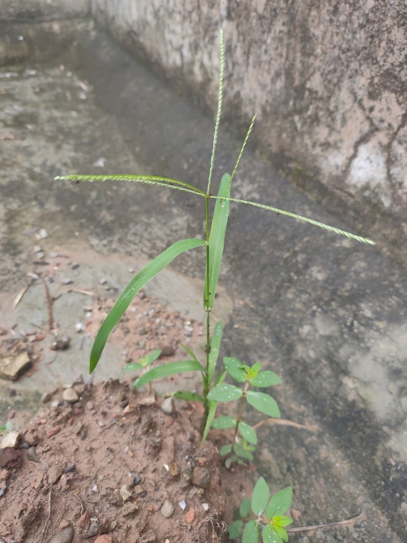 Goosegrass