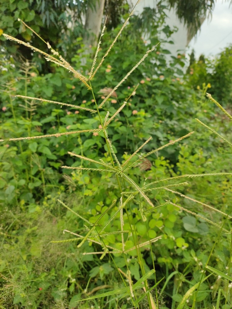 Goosegrass photo 2