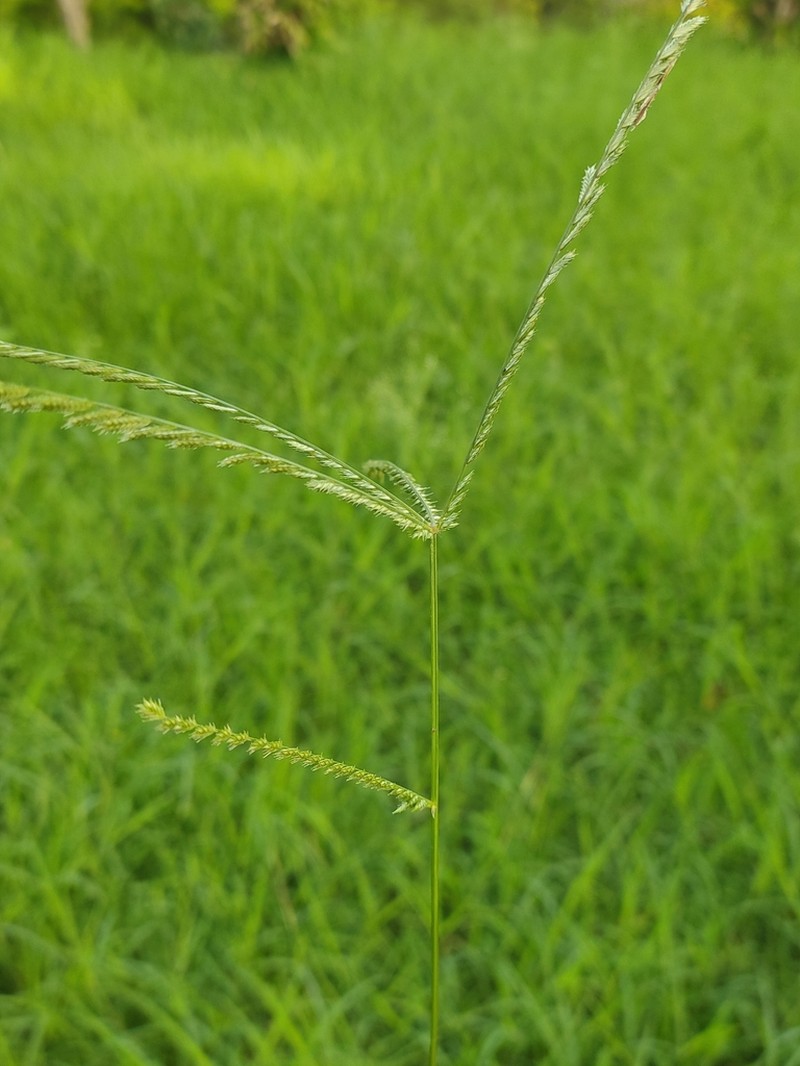 Goosegrass photo 3