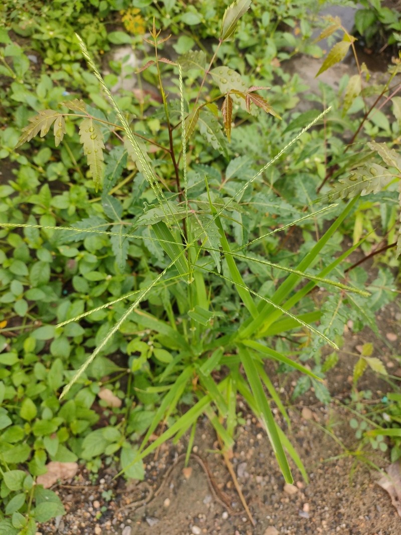 Goosegrass photo 4