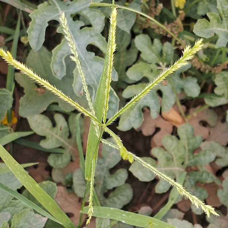 Goosegrass photo 5