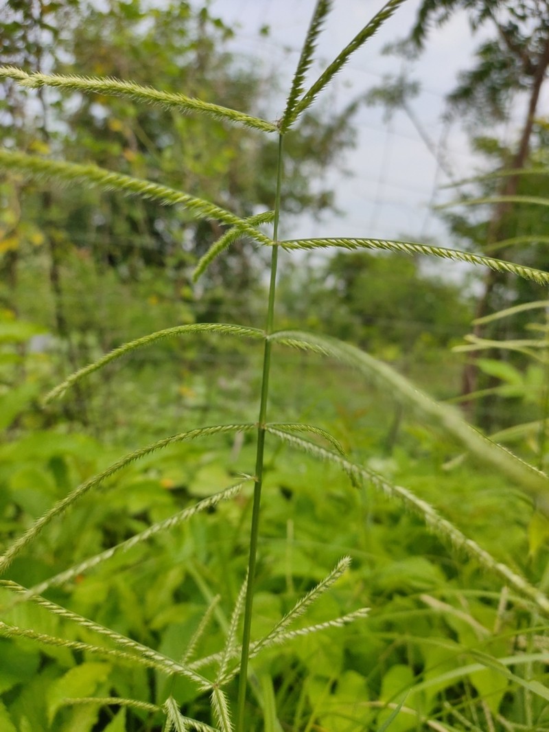 Goosegrass photo 6