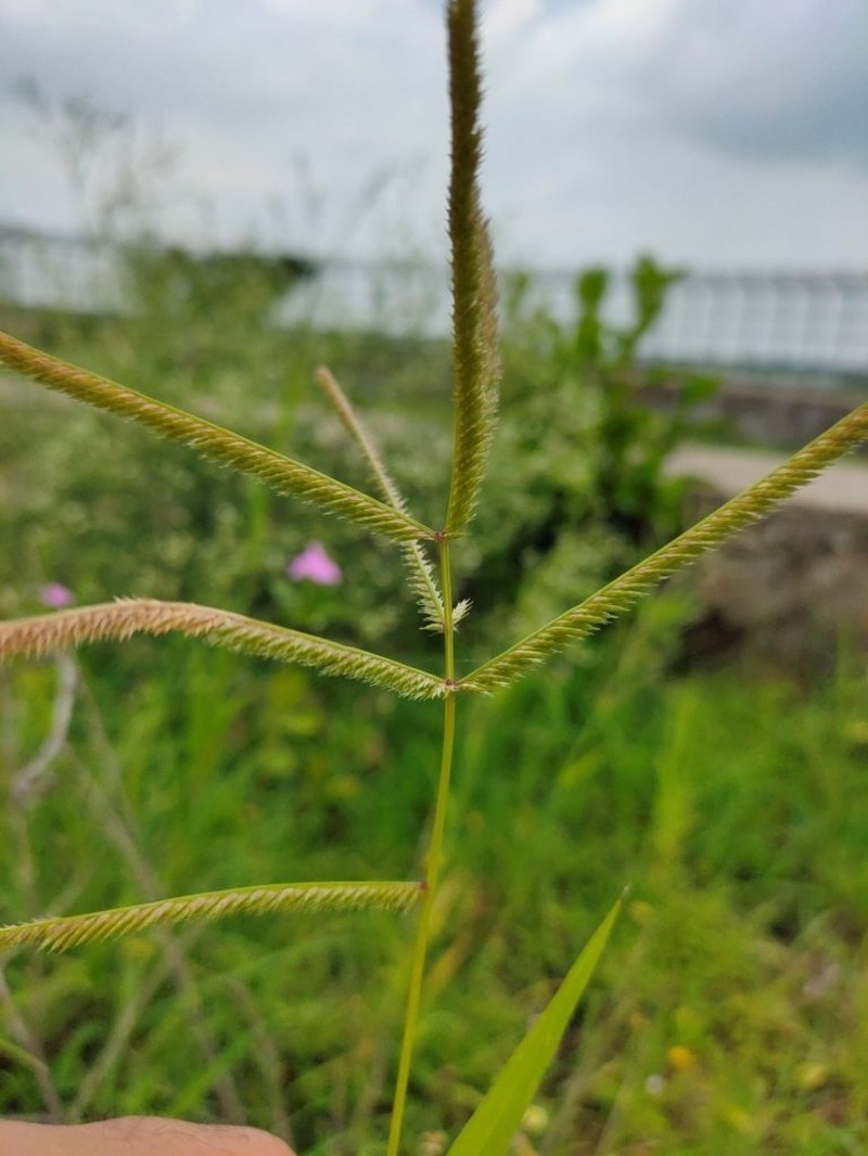 Goosegrass photo 7