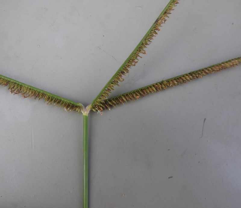 Goosegrass photo 8