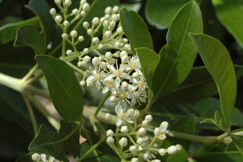 Acradenia euodiiformis