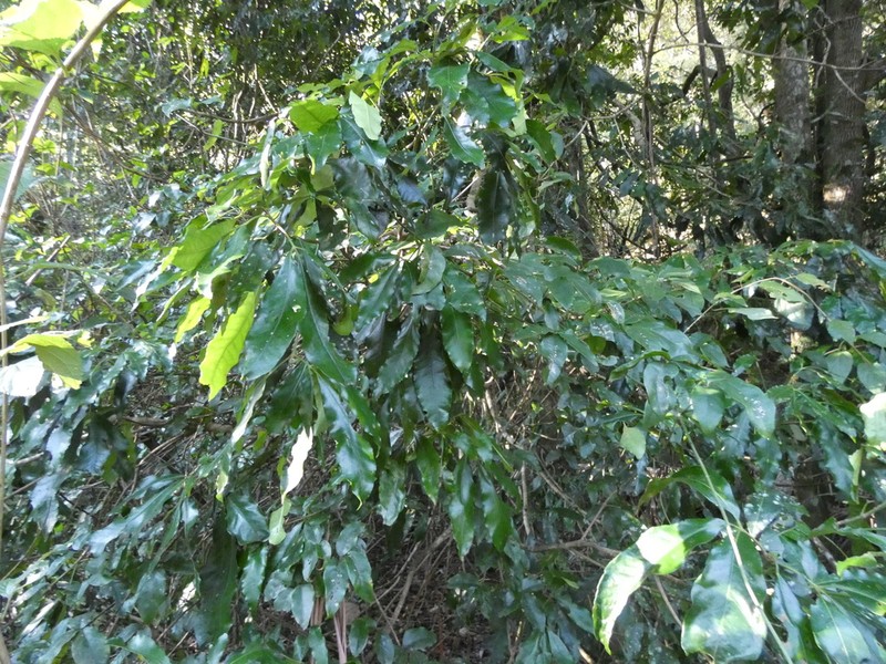 Acradenia euodiiformis photo 2