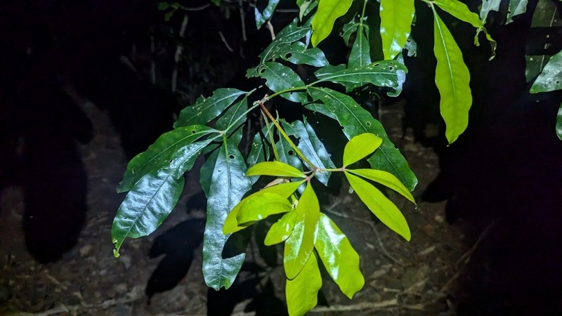 Acradenia euodiiformis photo 3