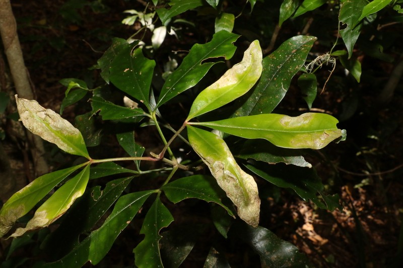 Acradenia euodiiformis photo 4