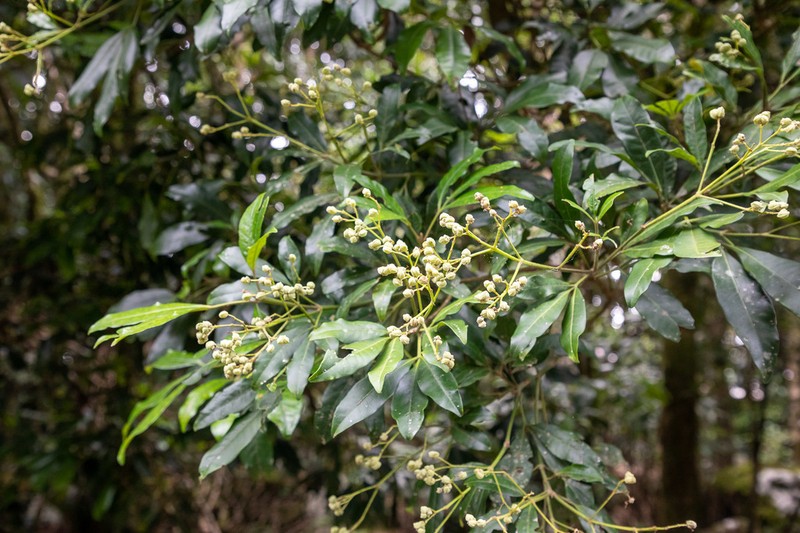Acradenia euodiiformis photo 5