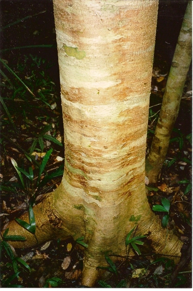 Acradenia euodiiformis photo 6