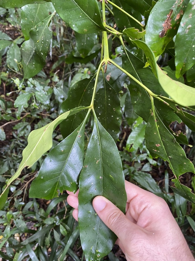 Acradenia euodiiformis photo 8