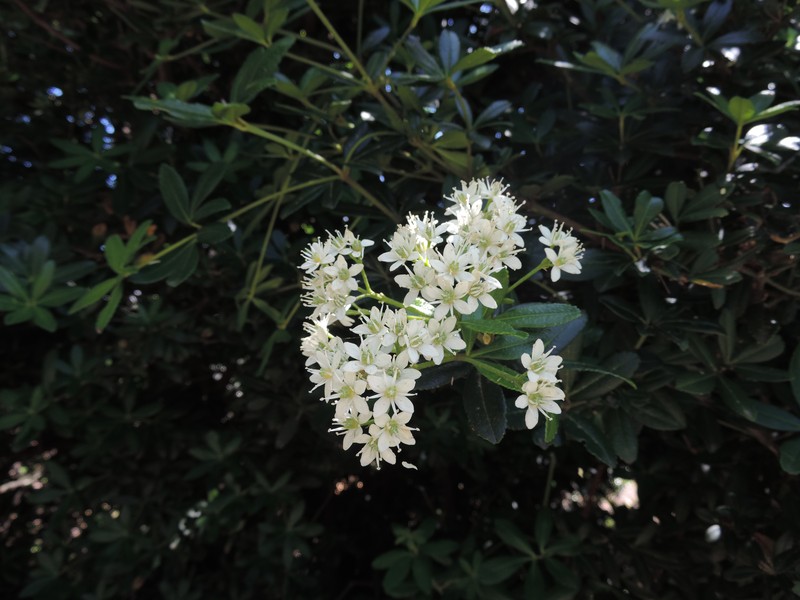 Acradenia frankliniae