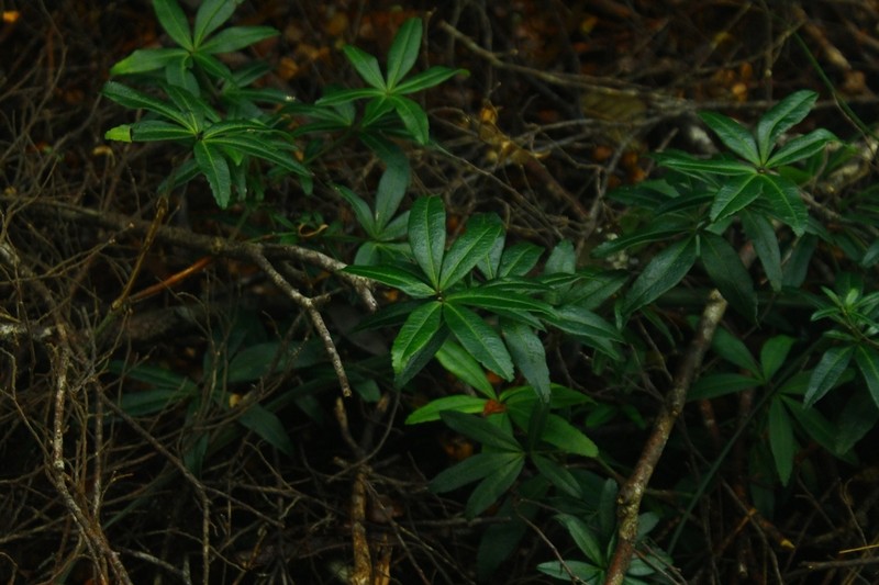 Acradenia frankliniae photo 2