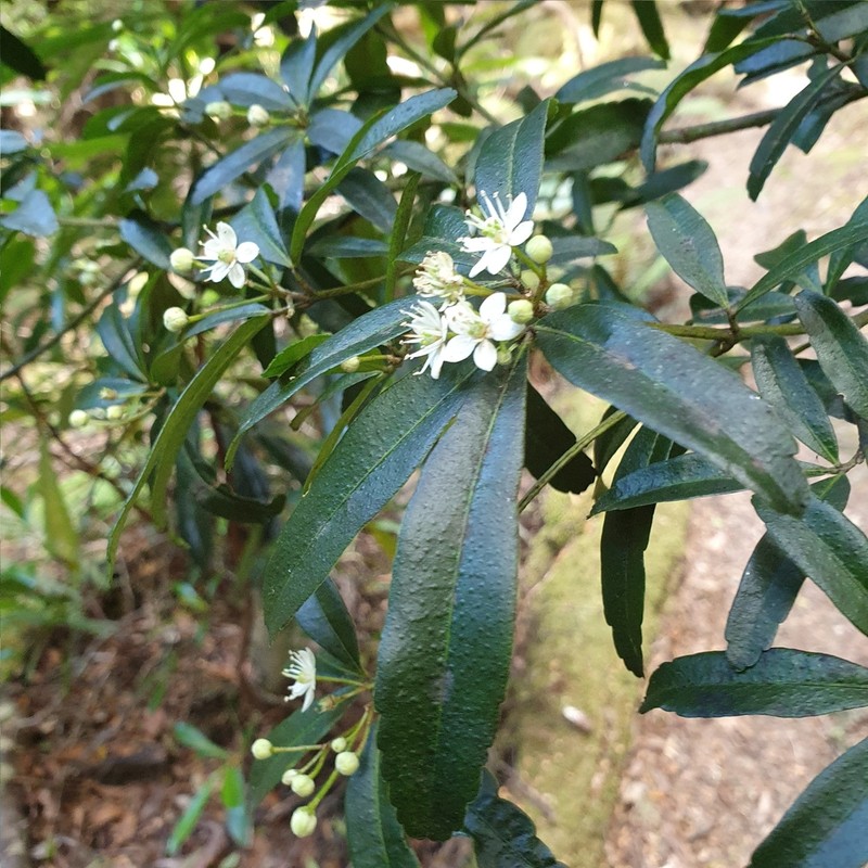 Acradenia frankliniae photo 3