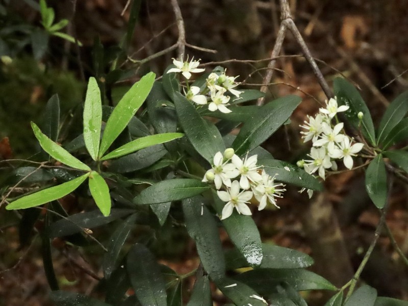 Acradenia frankliniae photo 4