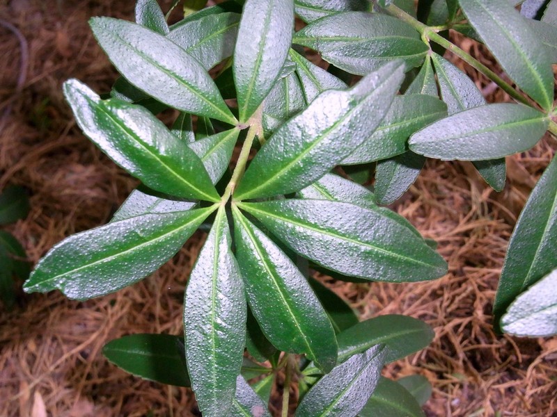 Acradenia frankliniae photo 5