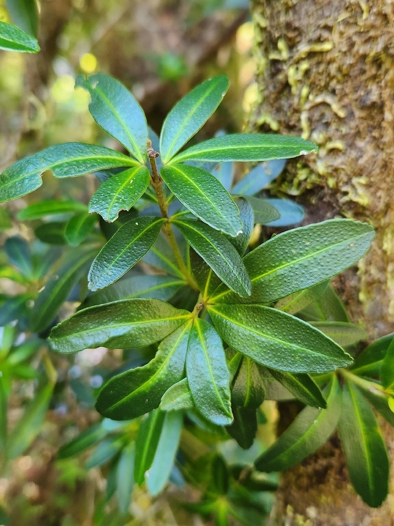 Acradenia frankliniae photo 6