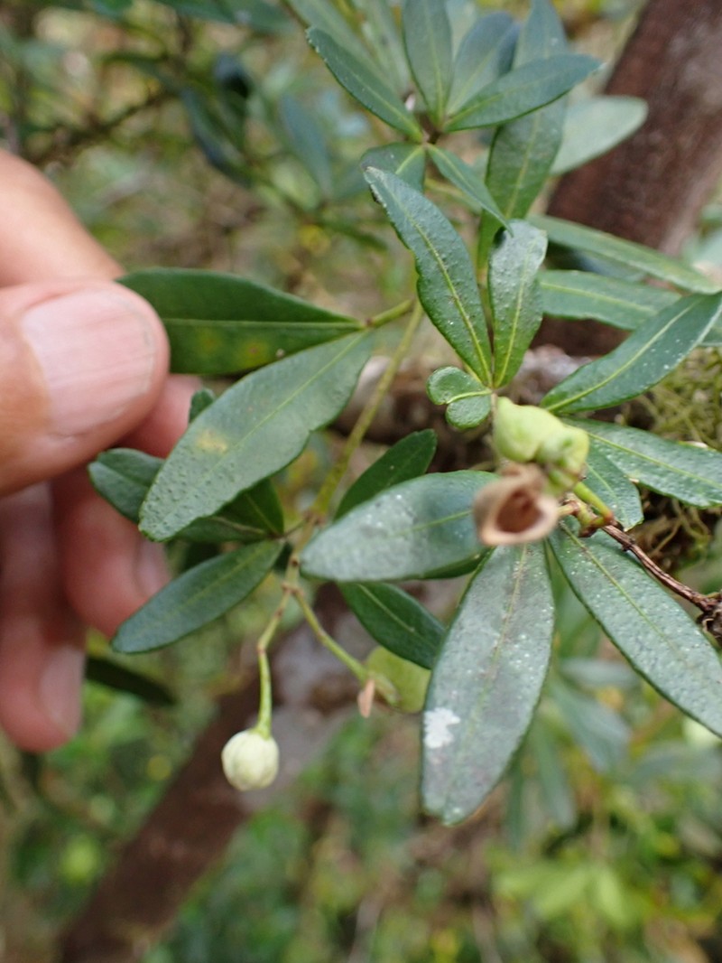 Acradenia frankliniae photo 8