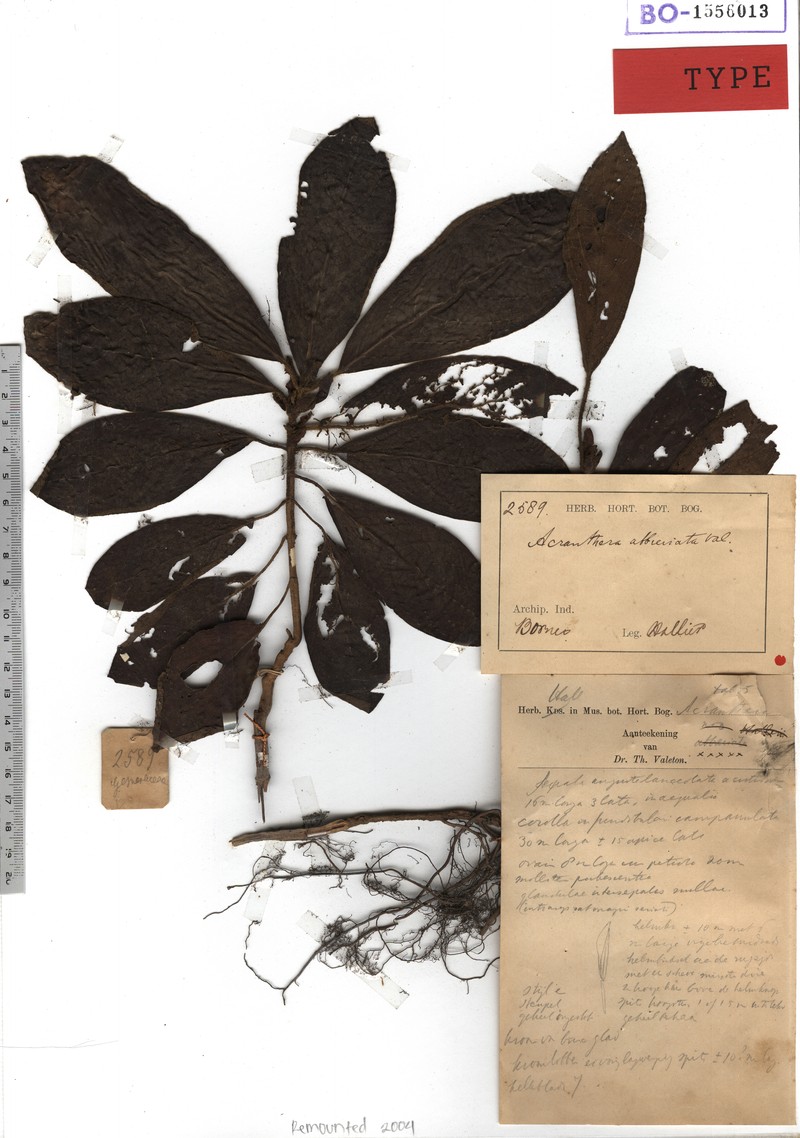 Acranthera abbreviata photo 2