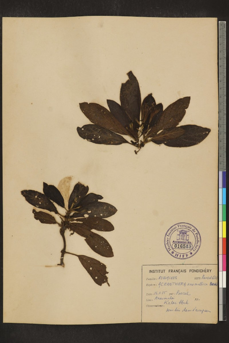 Acranthera anamallica