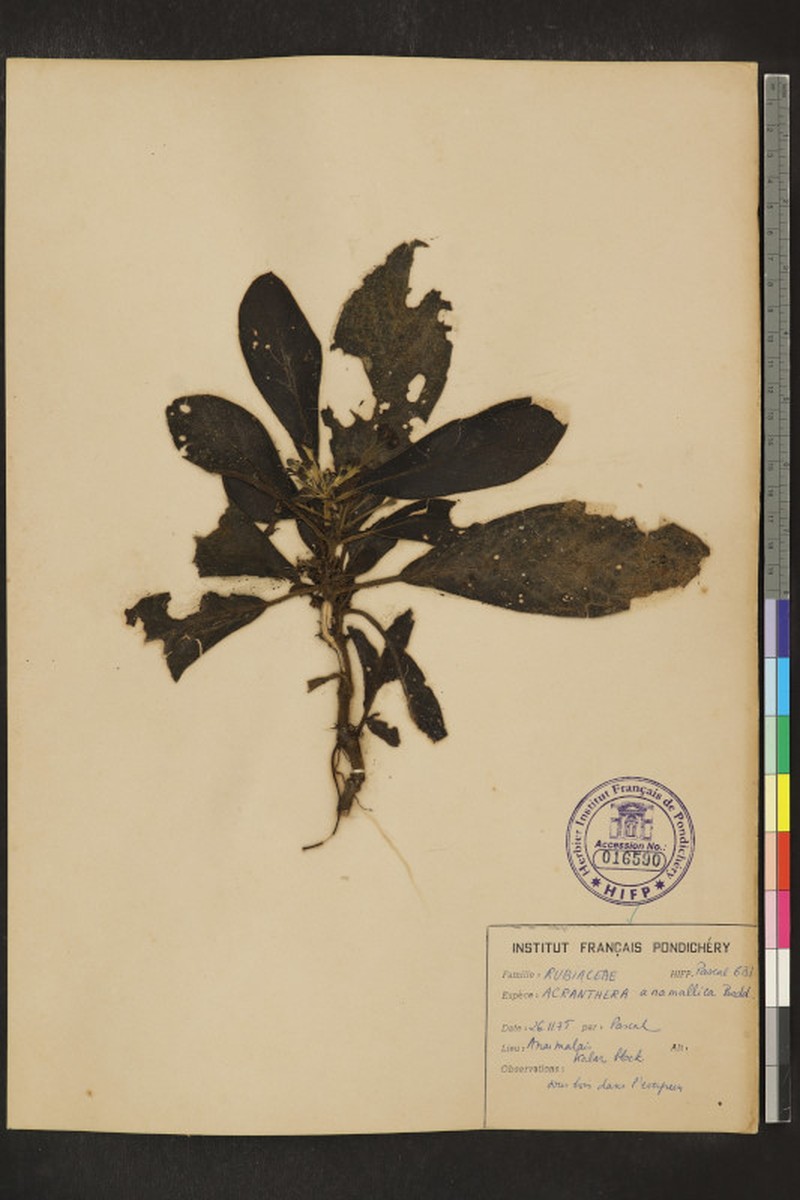 Acranthera anamallica photo 2