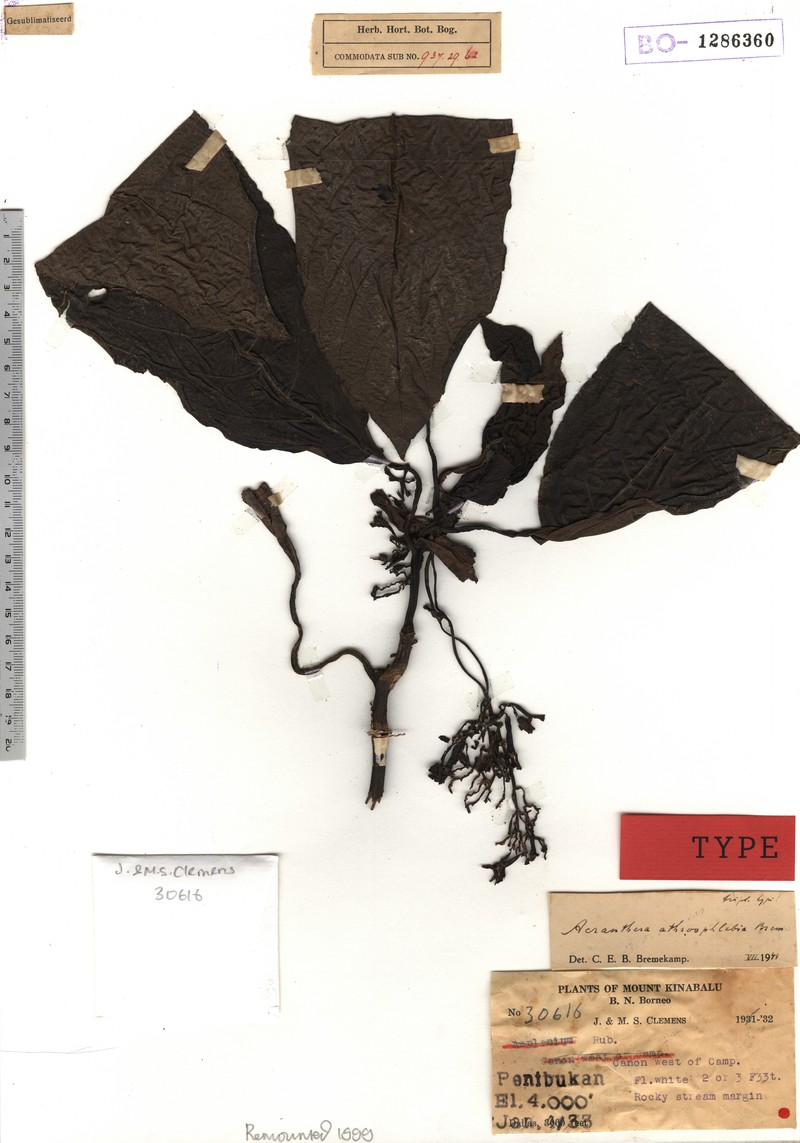 Acranthera athroophlebia photo 2