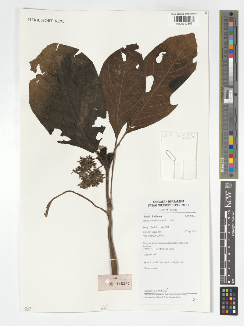 Acranthera atropella