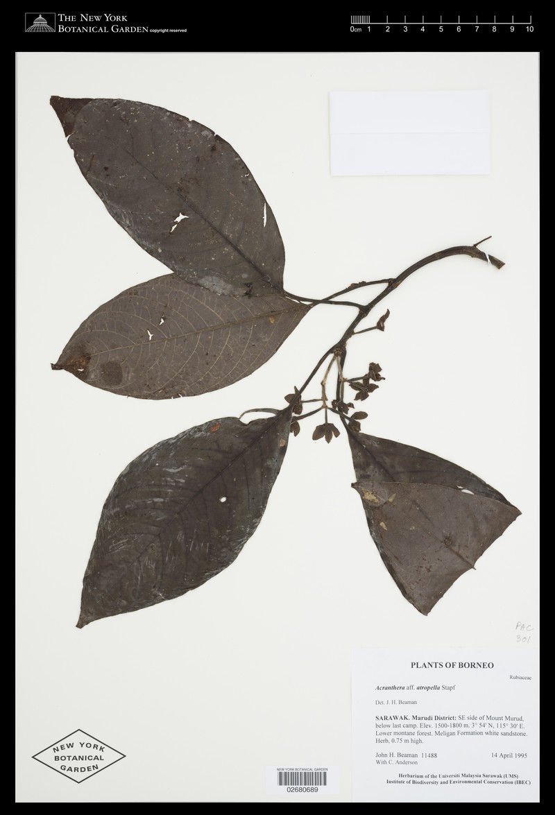 Acranthera atropella photo 2