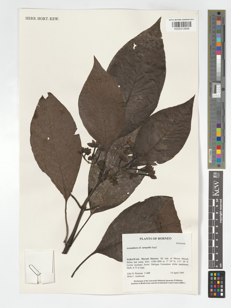 Acranthera atropella photo 3