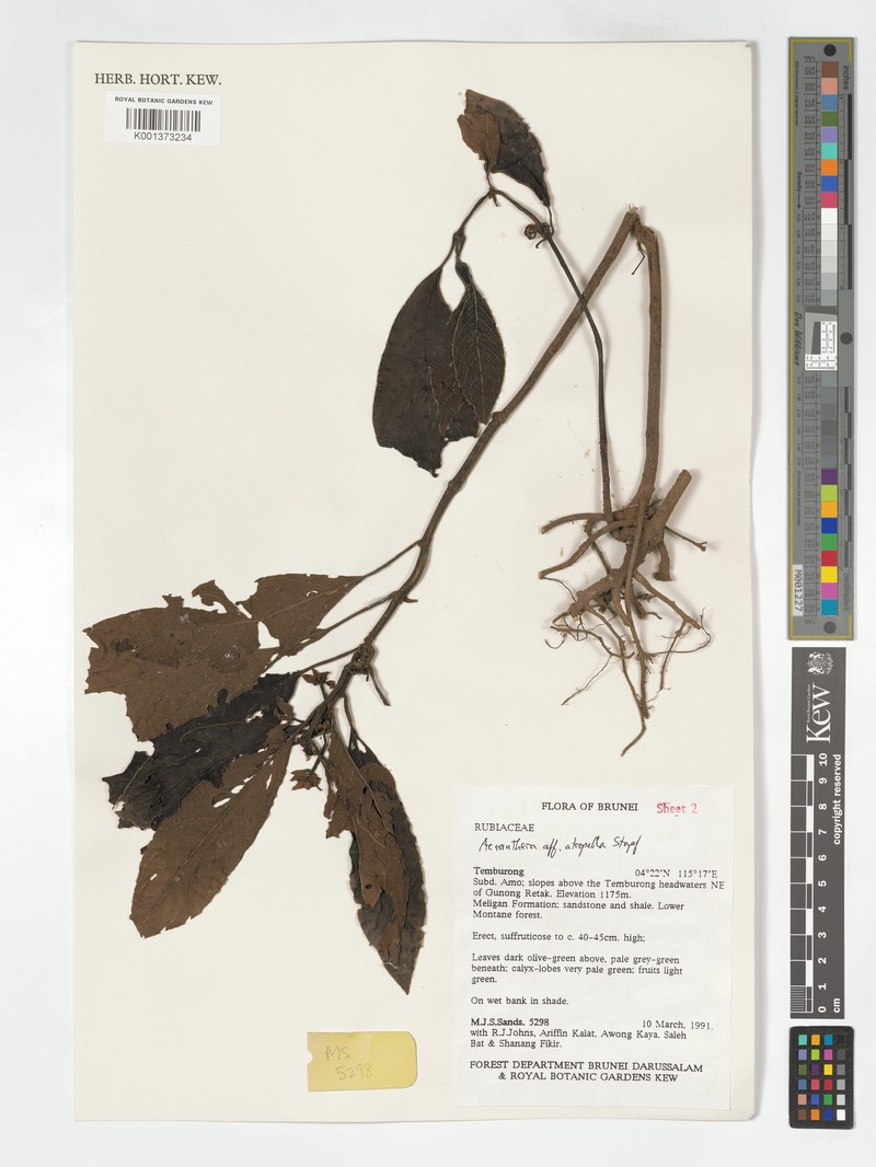 Acranthera atropella photo 4