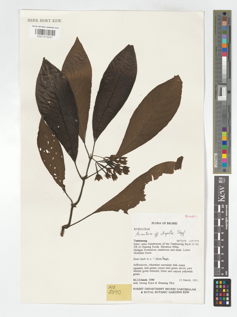 Acranthera atropella photo 5