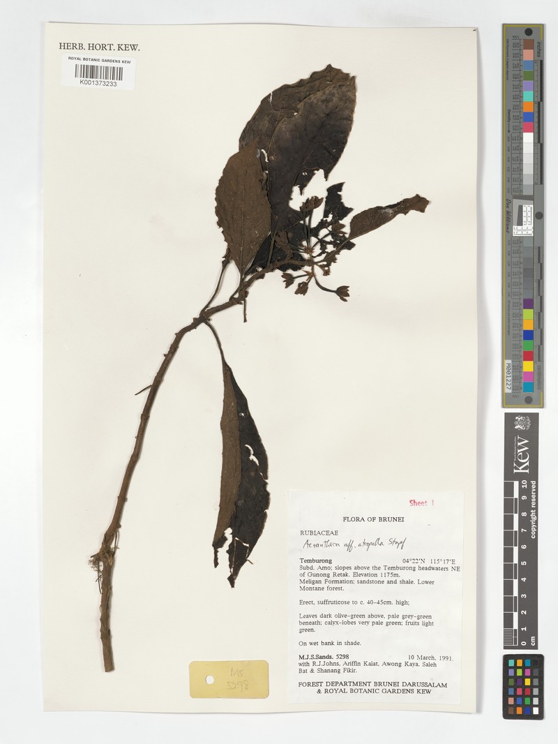 Acranthera atropella photo 6