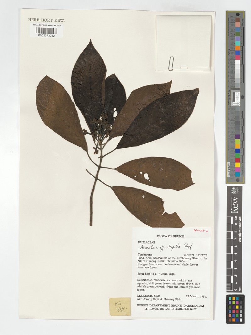 Acranthera atropella photo 7