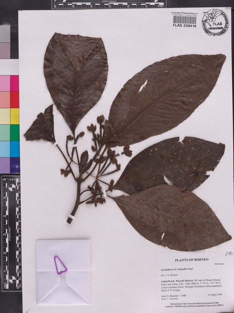 Acranthera atropella photo 8