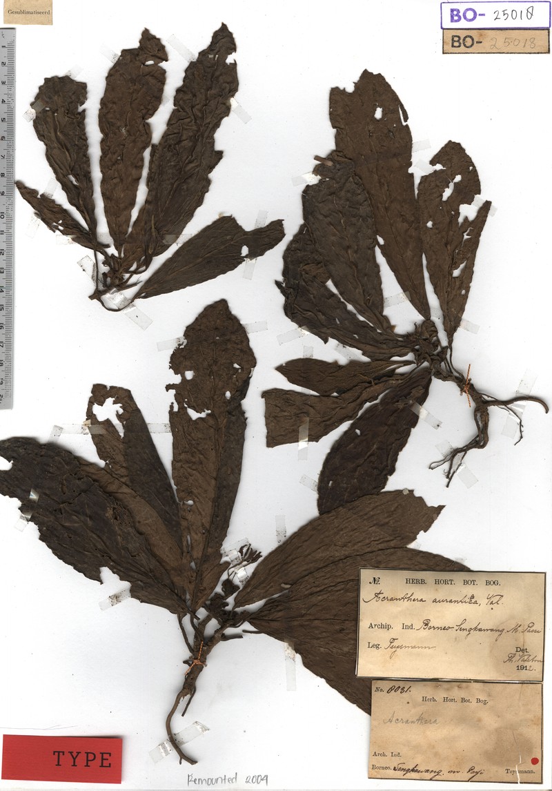 Acranthera aurantiaca photo 2