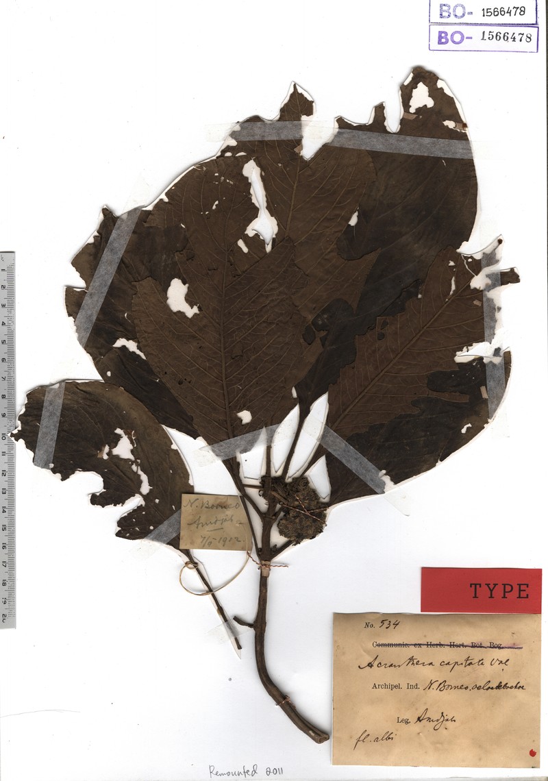 Acranthera capitata